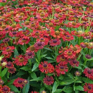 Helenium / Saulainė MARIACHI SALSA