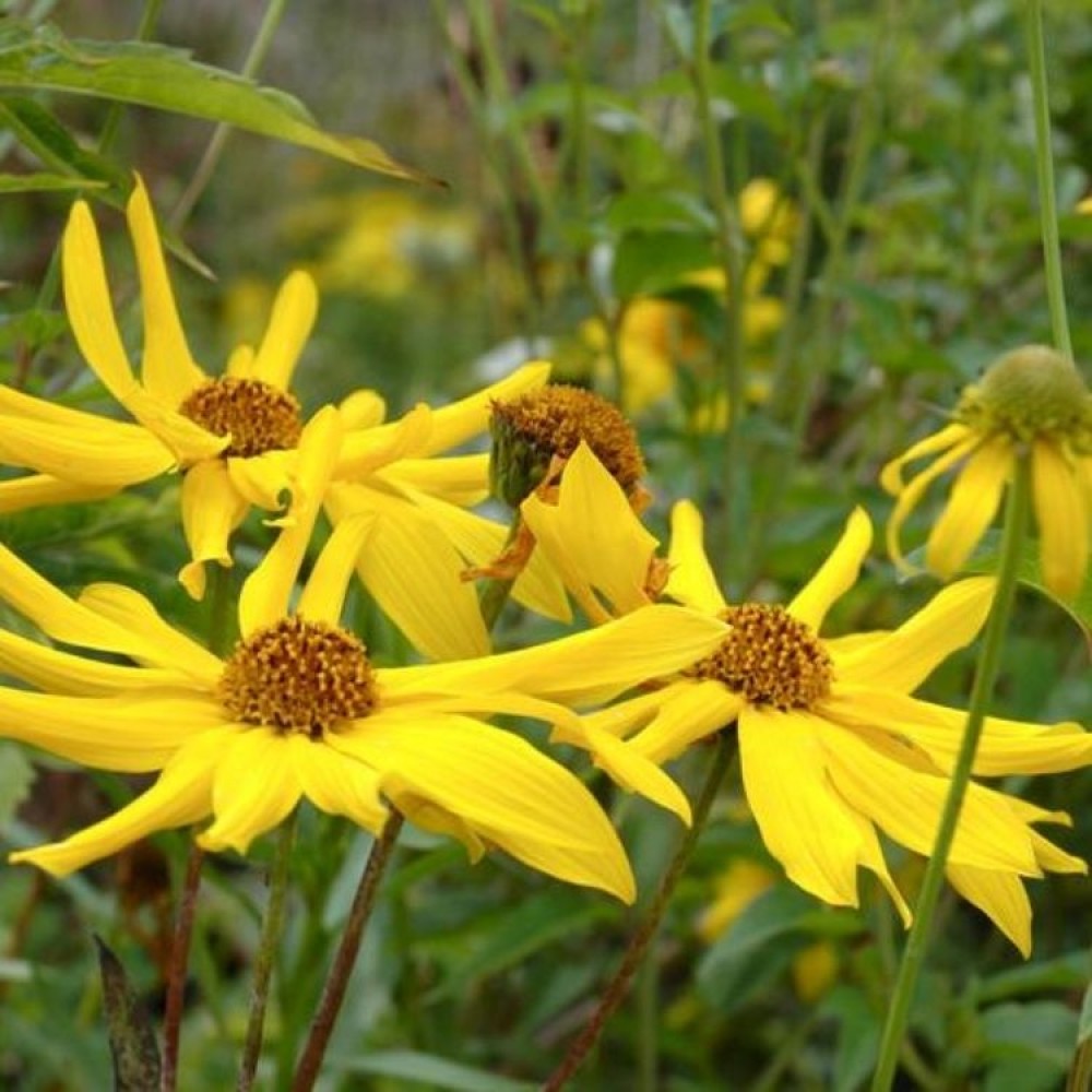 Helianthus / Saulėgrąža MONARCH