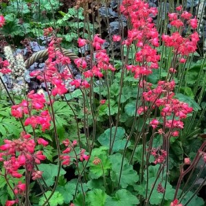 Heuchera / Alūnė CORAL PETITE