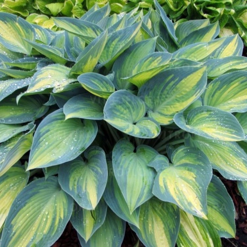 Hosta / Melsvė JUNE