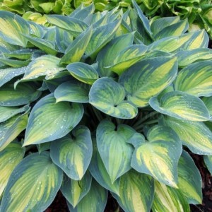 Hosta / Melsvė JUNE