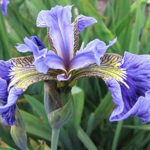 Iris setosa / Vilkdalgis