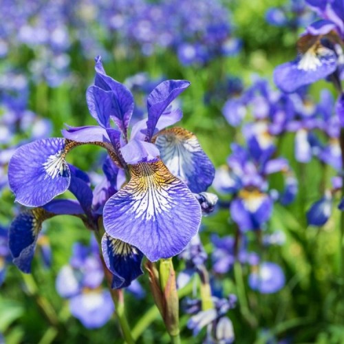 Iris sibirica / Vilkdalgis sidabrinis BLUE KING
