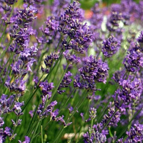 Lavandula / Levanda PLATINUM NICO