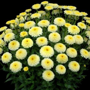 Leucanthemum / Baltagalvė LUNA