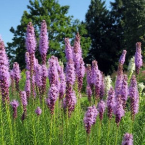 Liatris pycnostachya / Tankiagraižis liatris