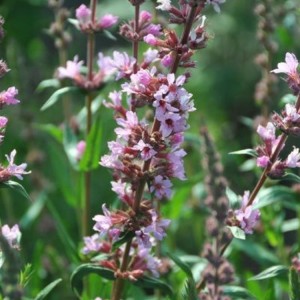 Lythrum / Raudoklė PINK TAILS