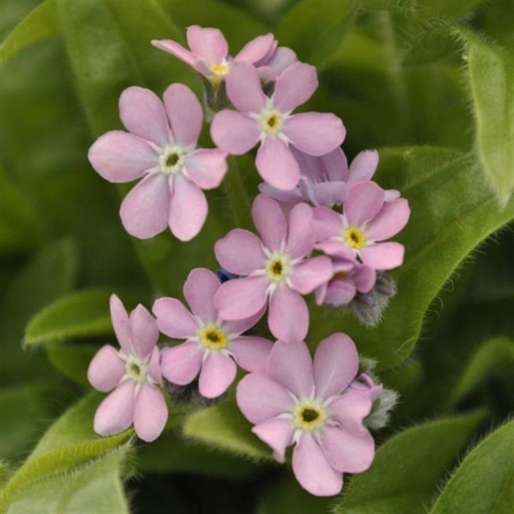 Myosotis / Neužmirštuolė PINK