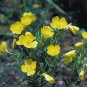 Oenothera fruticosa / Nakviša krūminė