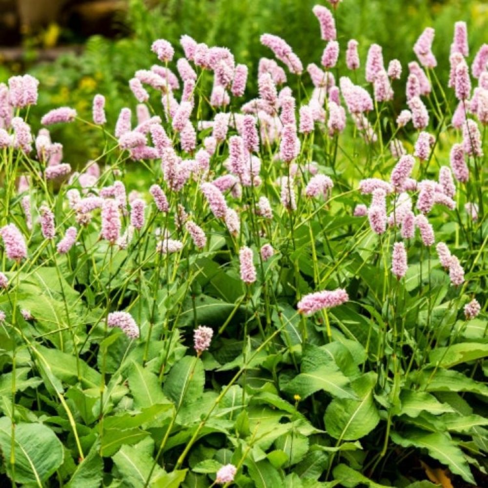 Persicaria / Rūgtis SUPERBA