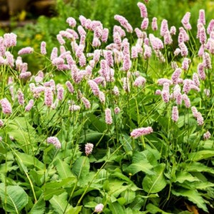 Persicaria / Rūgtis SUPERBA