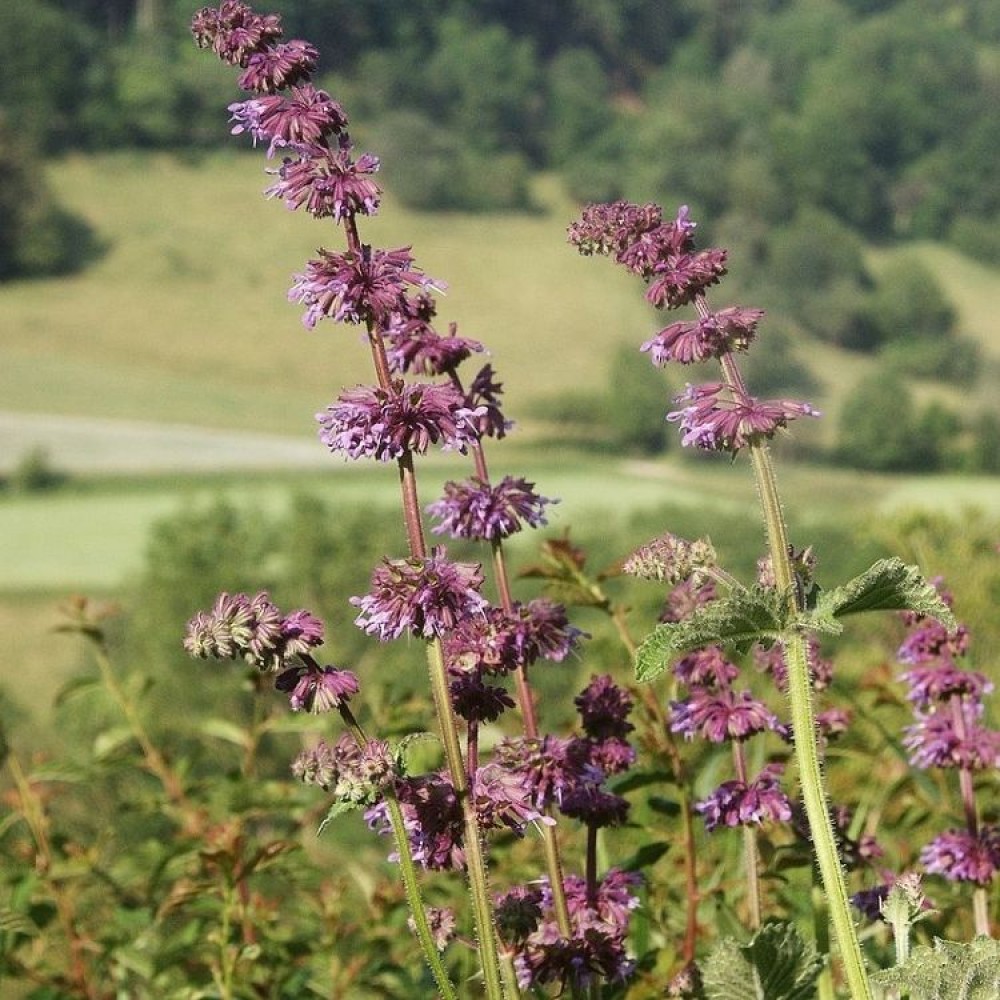 Salvia verticillata / Mentūrinis šalavijas