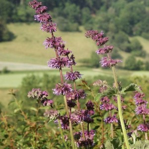 Salvia verticillata / Mentūrinis šalavijas