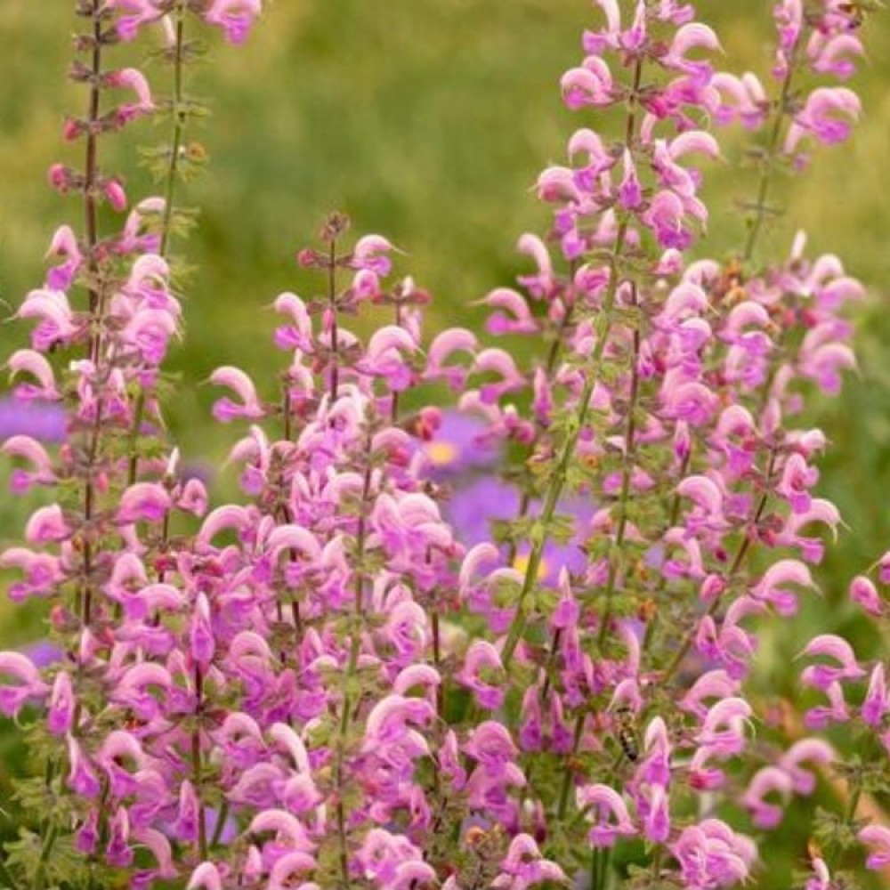 Salvia / Šalavijas ROSE RHAPSODY