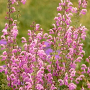 Salvia / Šalavijas ROSE RHAPSODY