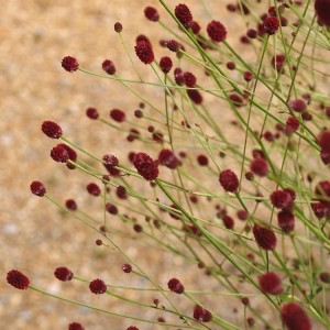 Sanguisorba / Kraujalakė CDC 292