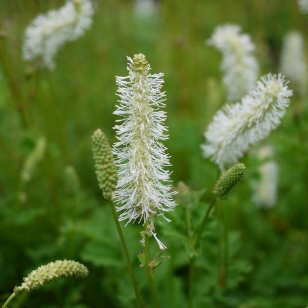 Sanguisorba obtusa / Kraujalakė ALBA