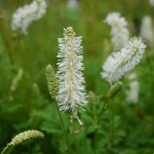 Sanguisorba obtusa / Kraujalakė ALBA