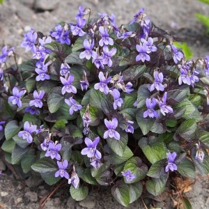 Viola labradorica / Labradorinė našlaitė