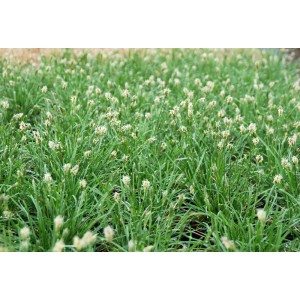 Sesleria / Mėlitas GREENLEE HYBRID