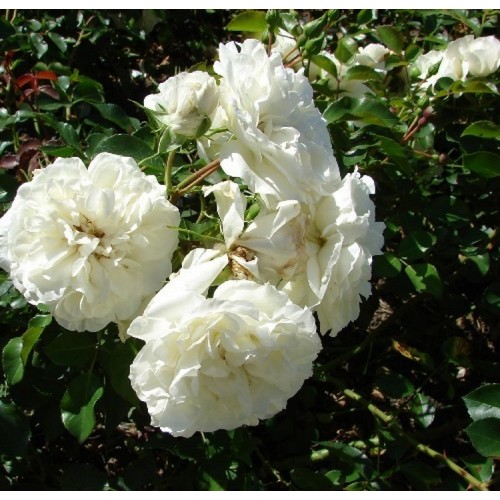 Rožė 'WHITE MEIDILAND' ('MEILLAND')