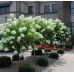 Hortenzija šluotelinė (Hydrangea paniculata) 'LIMELIGHT'PBR