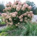 Hortenzija šluotelinė (Hydrangea paniculata) 'LIMELIGHT'PBR
