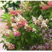 Hortenzija šluotelinė (Hydrangea paniculata) 'PINKY WINKY'®