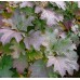 Hortenzija ąžuolialapė (Hydrangea quercifolia) 'SNOW QUEEN'® ('FLEMYGEA')