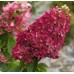 Hortenzija šluotelinė (Hydrangea  paniculata) 'MAGICAL VESUVIO'
