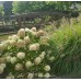 Hortenzija šluotelinė (Hydrangea paniculata) 'BOMBSHELL'