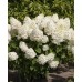 Hortenzija šluotelinė (Hydrangea paniculata) 'SILVER DOLLAR'