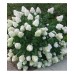 Hortenzija šluotelinė (Hydrangea paniculata) 'SILVER DOLLAR'