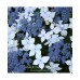 Hortenzija didžialapė (Hydrangea macrophylla) 'MARIESII PERFECTA'