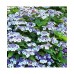 Hortenzija didžialapė (Hydrangea macrophylla) 'MARIESII PERFECTA'