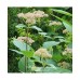 Hortenzija šviesioji (Hydrangea arborescens) 'PINK PINCUSHION'