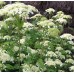 Hortenzija šviesioji (Hydrangea arborescens) 'EMERALD LACE'