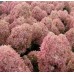 Hortenzija šluotelinė (Hydrangea  paniculata) 'MAGICAL SWEET SUMMER'