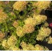 Hortenzija šluotelinė (Hydrangea paniculata) ROMANTIC ACE® 'Renvagor'