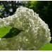 Hortenzija šviesioji (Hydrangea arborescens) 'SHEEP CLOUD'