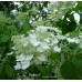 Hortenzija šluotelinė (Hydrangea paniculata) 'KYUSHU'