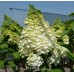Hortenzija šluotelinė (Hydrangea paniculata) 'MAGICAL KILIMANJARO'