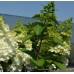 Hortenzija šluotelinė (Hydrangea paniculata) 'MAGICAL KILIMANJARO'