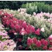 Hortenzija šluotelinė (Hydrangea  paniculata) 'MAGICAL VESUVIO'