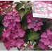 Hortenzija didžialapė (Hydrangea macrophylla) 'DARK ANGEL'®