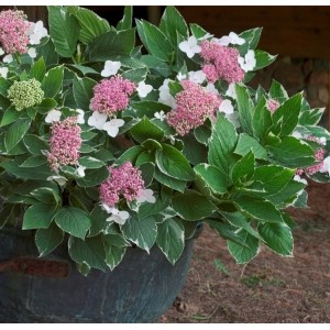 Hydrangea macrophylla / Hortenzija didžialapė LIGHT-O-DAY®