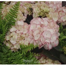 Hortenzija didžialapė (Hydrangea macrophylla) 'SABRINA'®