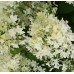 Hortenzija šluotelinė (Hydrangea paniculata) DANTELLE DE GORRON® 'RENCRI'