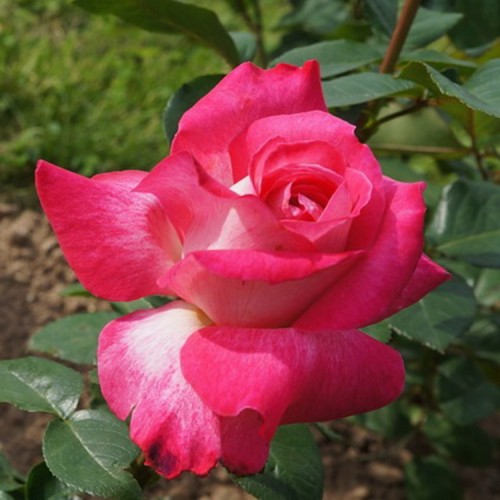 Rožė 'GAUJARD'