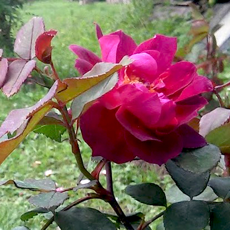 Rožė 'CARDINAL HUME'